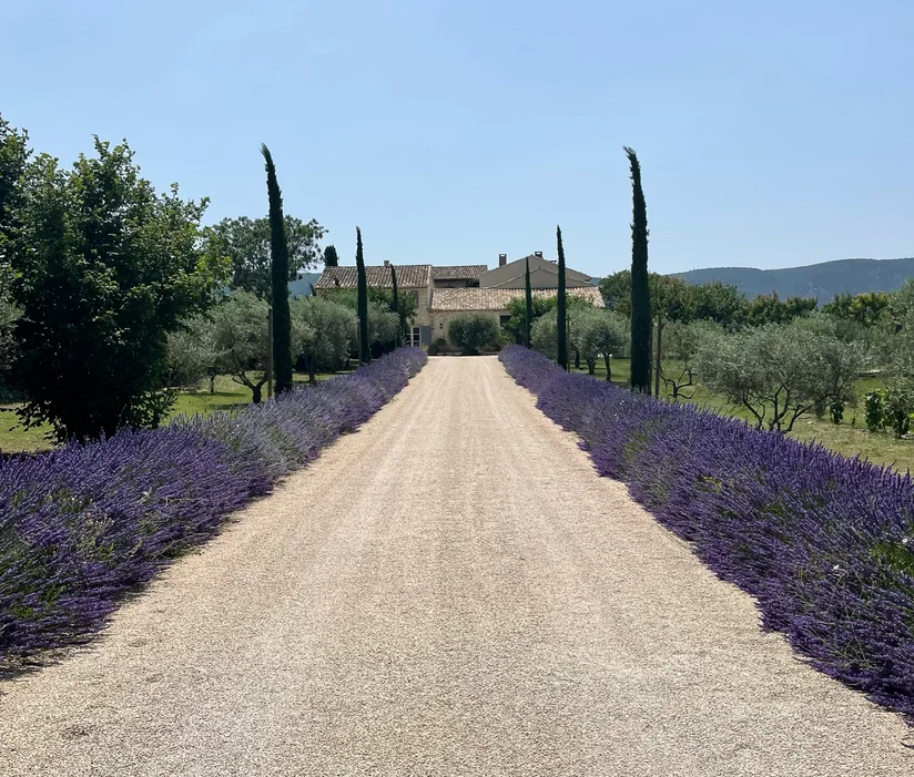 A gravel drive lined with lavender and cypress trees leading to the stone farmhouse