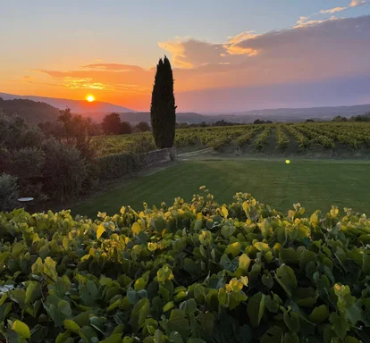 Sunset over the vineyard with a lone cypress