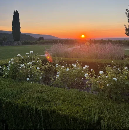 White roses in the garden at sunset, with a cypress on the horizon
